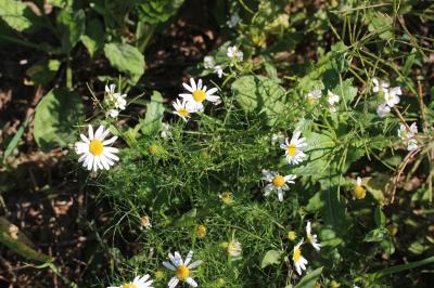 Matricaire inodore Tripleurospermum inodorum (L.) Sch.Bip., 1844