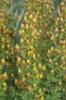 Millepertuis à feuilles d'Hysope Hypericum hyssopifolium Chaix, 1785