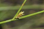 Laîche espacée Carex remota L., 1755