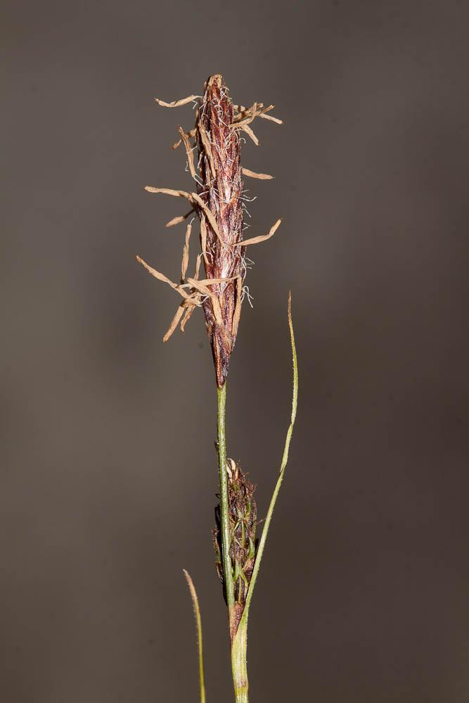 Laîche à épis distants, Laîche distante Carex distans L., 1759
