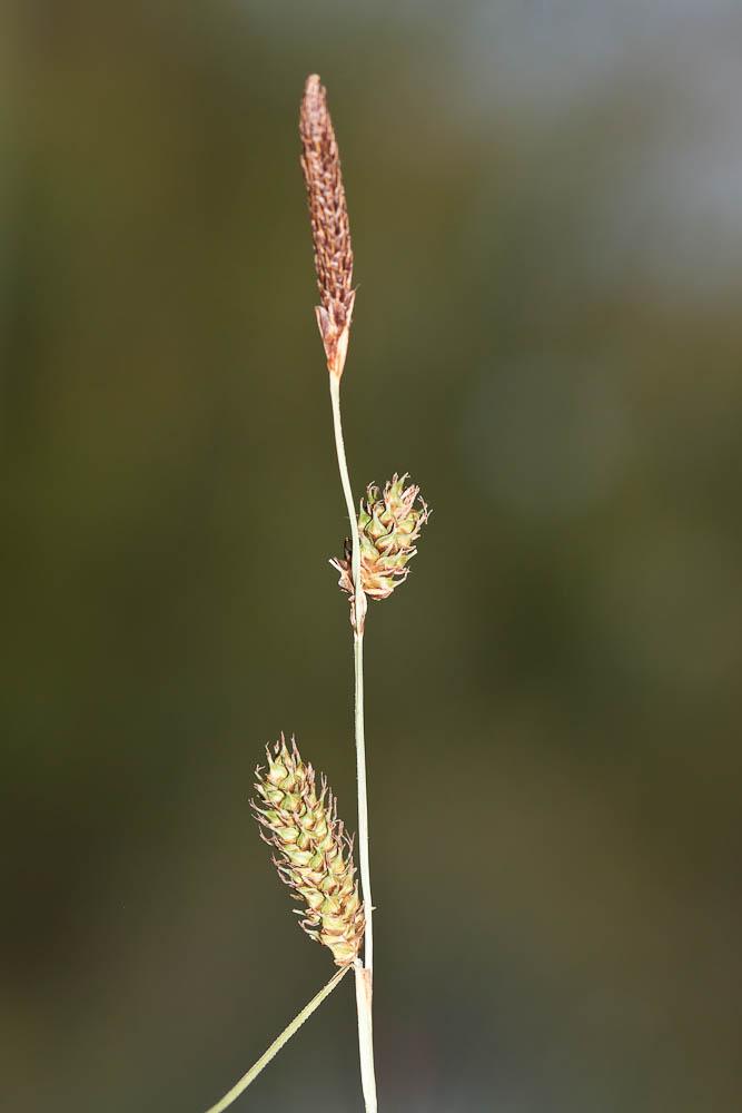 La Laîche à épis distants, Laîche distante Carex distans L., 1759