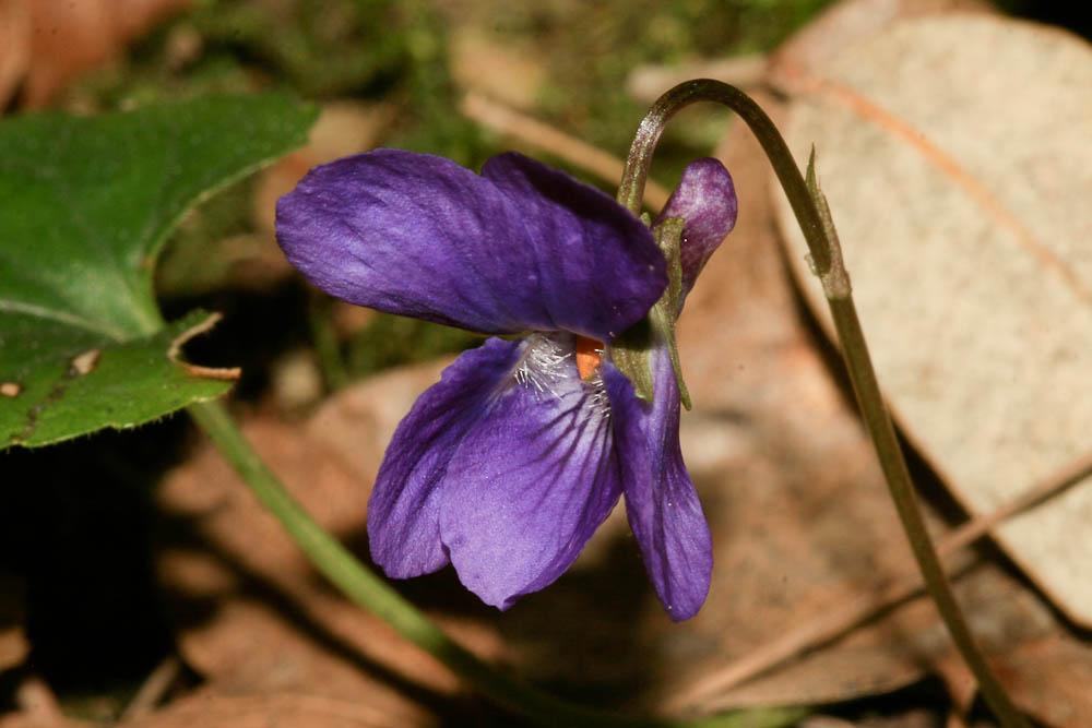 La Violette odorante Viola odorata L., 1753