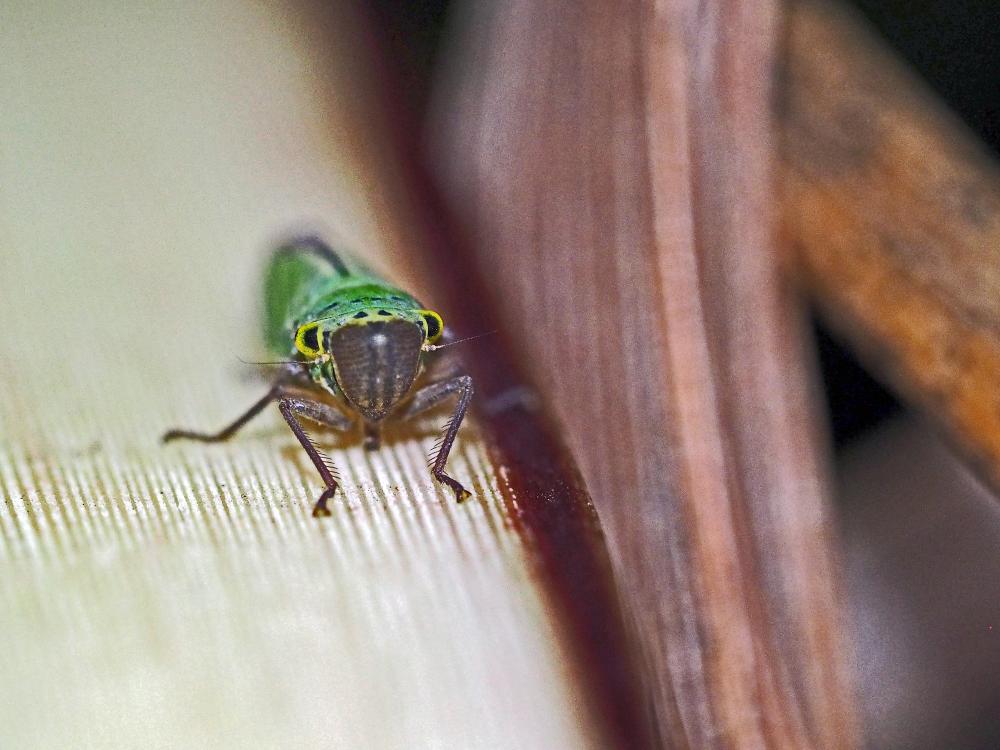 La Cicadelle verte Cicadella viridis (Linnaeus, 1758)