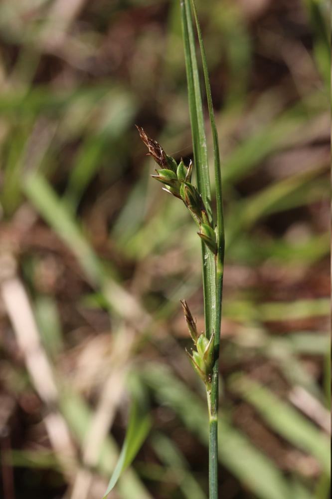 Le Laîche à longues bractées Carex distachya Desf., 1799