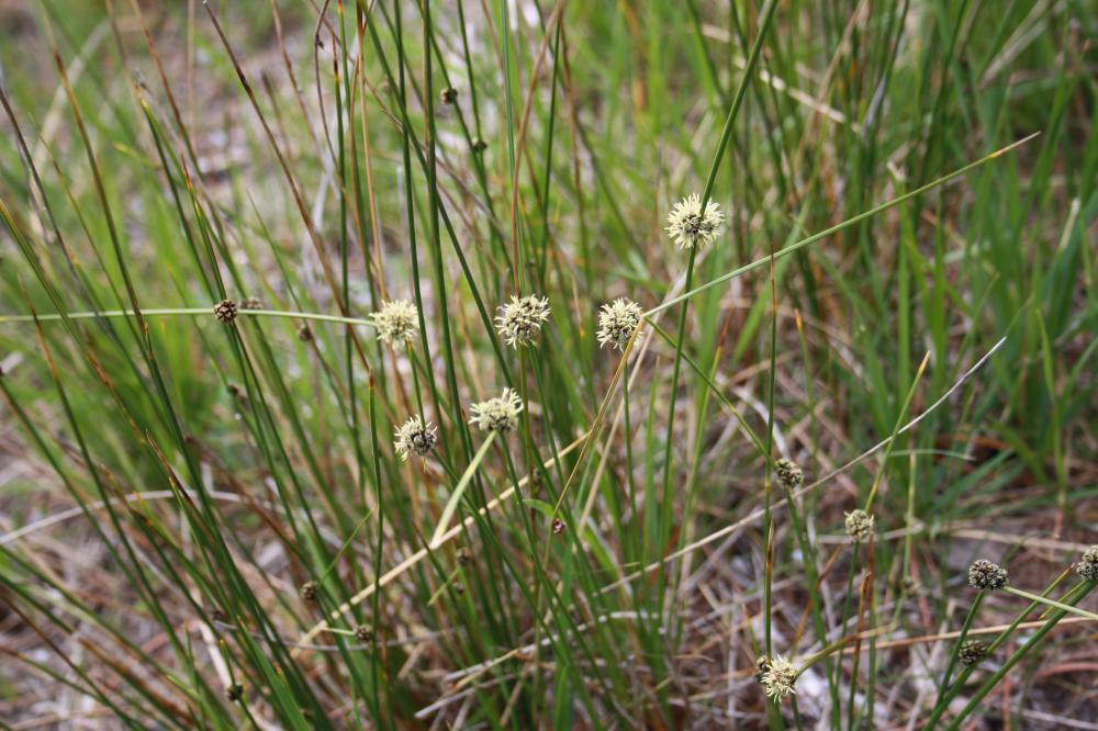 Le Scirpe du Midi Scirpoides holoschoenus subsp. australis (L.) Soják, 1972
