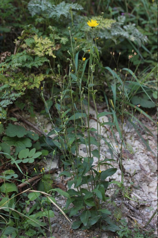 Épervière lisse Hieracium laevigatum Willd., 1803