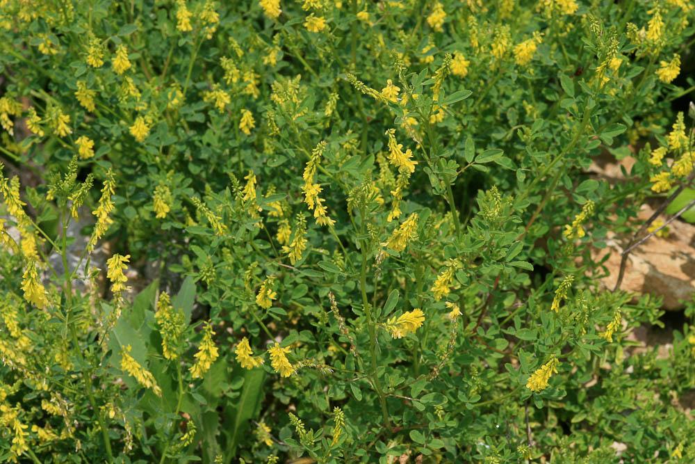 Mélilot jaune Trigonella officinalis (L.) Coulot & Rabaute, 2013