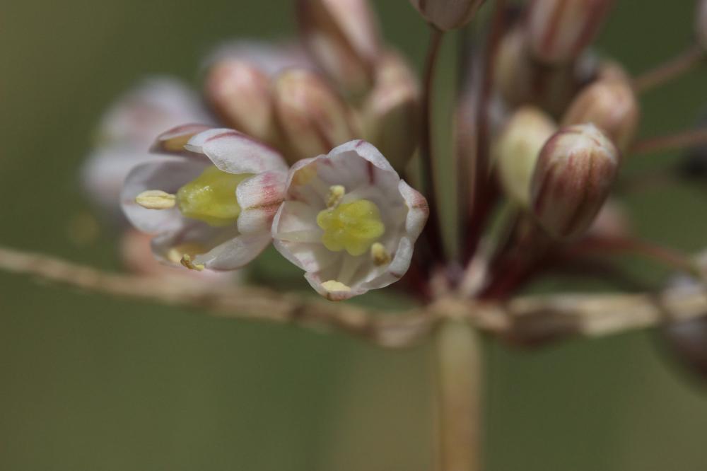 Le Ail pâle Allium pallens L., 1762