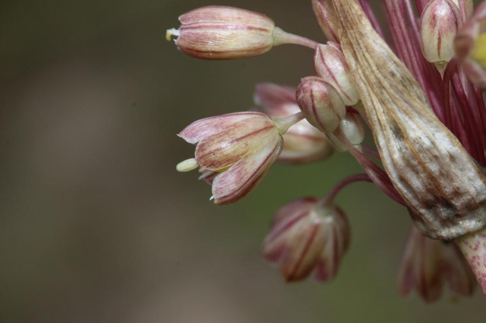 Le Ail en panicule Allium longispathum D.Delaroche, 1811