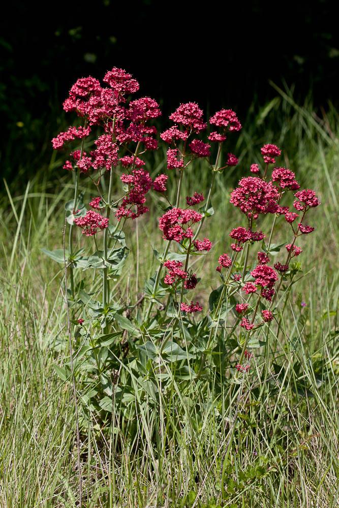 Le Centranthe rouge, Valériane rouge Centranthus ruber (L.) DC., 1805