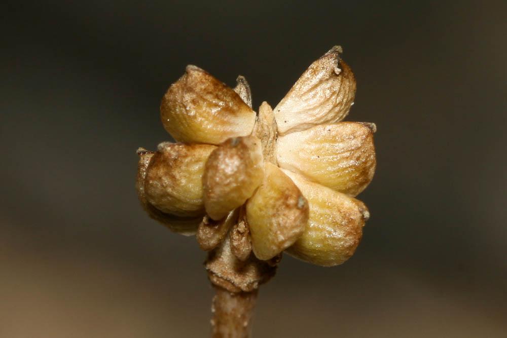 La Renoncule graminée, Renoncule à feuilles de gramin Ranunculus gramineus L., 1753