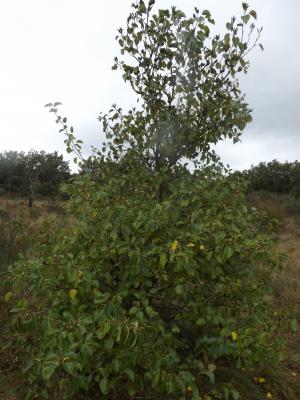 Aulne cordé, Aulne à feuilles en cœur, Aulne de Co Alnus cordata (Loisel.) Duby, 1828