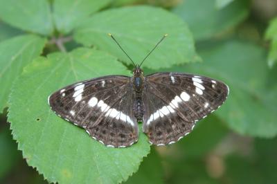 Limenitis camilla