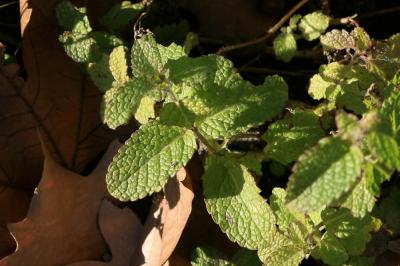 Menthe à feuilles rondes Mentha suaveolens Ehrh., 1792