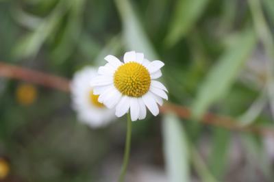 Marguerite de Montpellier, Marguerite des Cévennes Leucanthemum monspeliense (L.) H.J.Coste, 1903