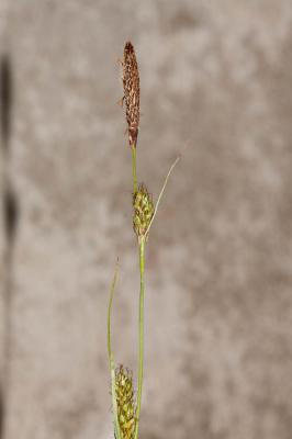 Laîche à épis distants, Laîche distante Carex distans L., 1759