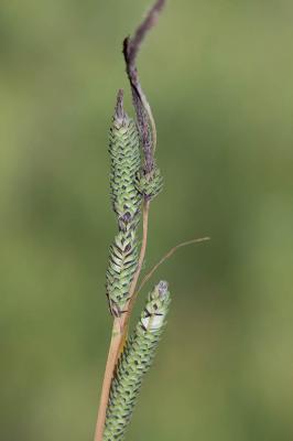 Laîche raide, Laîche élevée Carex elata All., 1785