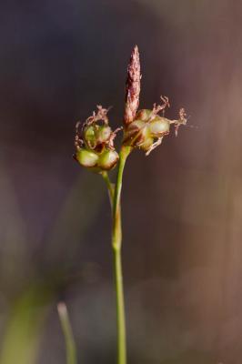 Laîche de Haller Carex halleriana Asso, 1779