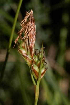 Laîche de Haller Carex halleriana Asso, 1779