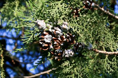 Thuya d'Orient Platycladus orientalis (L.) Franco, 1949