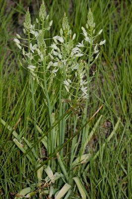 Ornithogale de Narbonne Loncomelos narbonense (L.) Raf., 1840