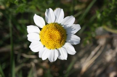 Anthémis des champs, Camomille sauvage Anthemis arvensis L., 1753