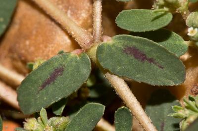 Euphorbe de Jovet, Euphorbe maculée Euphorbia maculata L., 1753