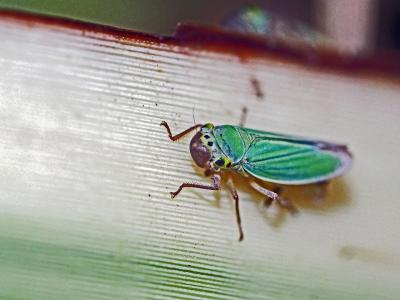 Cicadella viridis