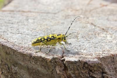  Saperda scalaris (Linnaeus, 1758)