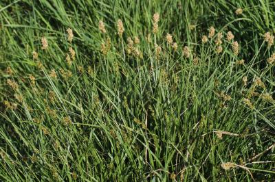 Carex cuprina