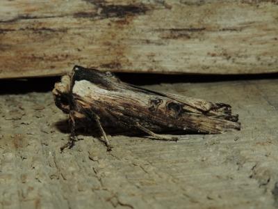 Bois-sec (Le) Xylena exsoleta (Linnaeus, 1758)