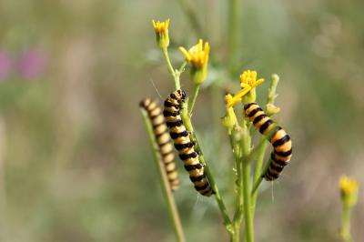 Tyria jacobaeae