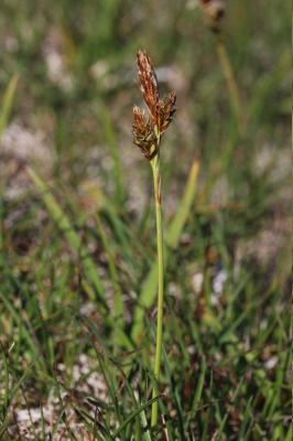 Laîche printanière, Laîche du printemps Carex caryophyllea Latourr., 1785