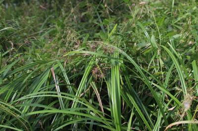 Scirpe des bois, Scirpe des forêts Scirpus sylvaticus L., 1753