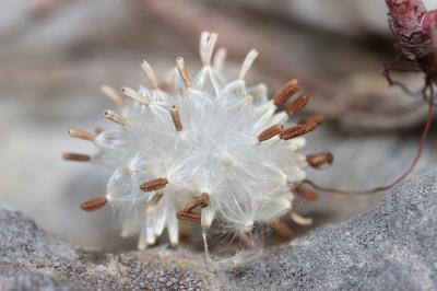 Reichardie Reichardia picroides (L.) Roth, 1787