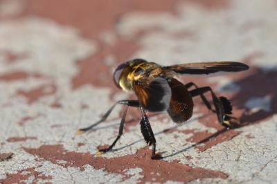 Trichopoda pennipes