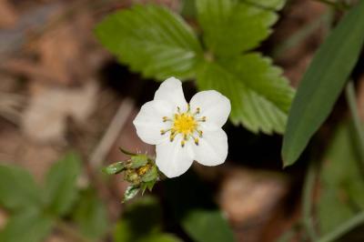 Fraisier vert Fragaria viridis Weston, 1771