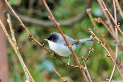 Fauvette mélanocéphale Sylvia melanocephala (Gmelin, 1789)