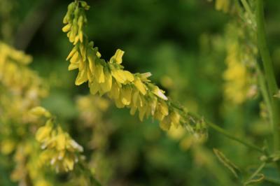 Mélilot jaune Trigonella officinalis (L.) Coulot & Rabaute, 2013