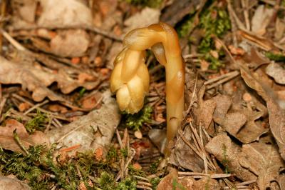 Monotrope sucepin Monotropa hypopitys L., 1753