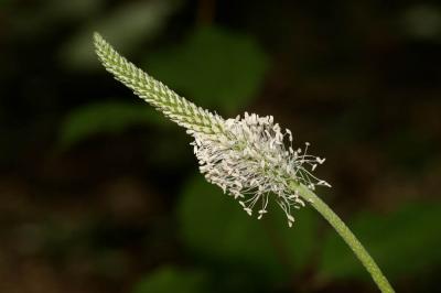 Plantain moyen Plantago media L., 1753