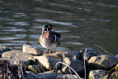 Canard carolin, Canard branchu Aix sponsa (Linnaeus, 1758)