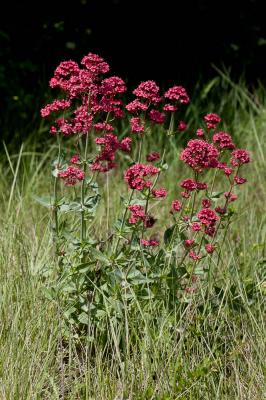 Centranthe rouge, Valériane rouge Centranthus ruber (L.) DC., 1805