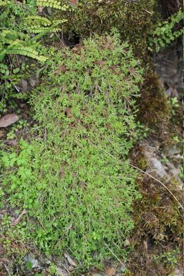 Saxifrage continentale Saxifraga fragosoi Sennen, 1929