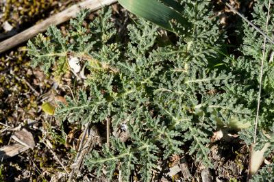 Thapsie Thapsia villosa L., 1753