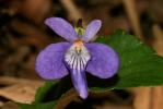 Violette de Rivinus, Violette de rivin Viola riviniana Rchb., 1823