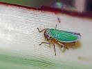 Cicadelle verte Cicadella viridis (Linnaeus, 1758)
