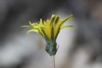 Pissenlit de Braun-Blanquet Taraxacum braun-blanquetii Soest, 1954