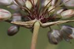 Ail pâle Allium pallens L., 1762