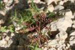 Centranthe chausse-trappe, Centranthe Chausse-trap Centranthus calcitrapae (L.) Dufr., 1811